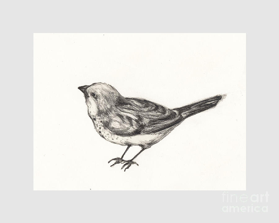 900x720 Little Bird Drawing By Mar Ramos - Little Bird Sketch