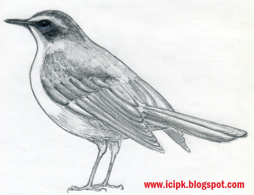 860x661 Little Bird Pencil Drawing - Little Bird Sketch