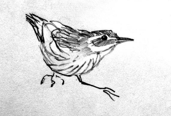 570x389 Little Bird Pencil Sketch Small Bird Print Sketchbook Etsy - Little Bird Sketch