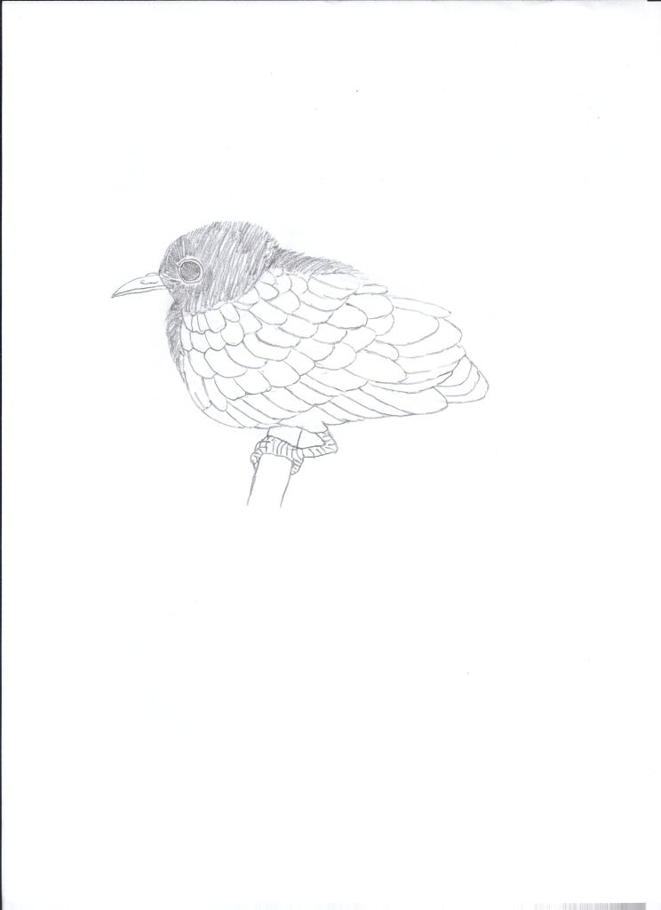 744x1024 Little Bird Sketches For Dabd By Nemonemo - Little Bird Sketch