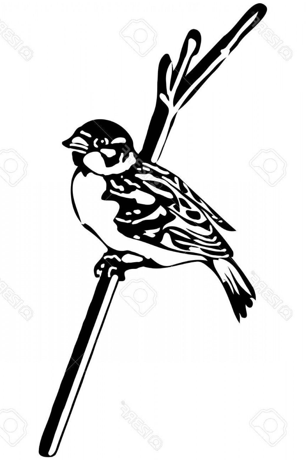 1039x1560 Photostock Vector Black And White Vector Sketch Of A Little Bird - Little Bird Sketch