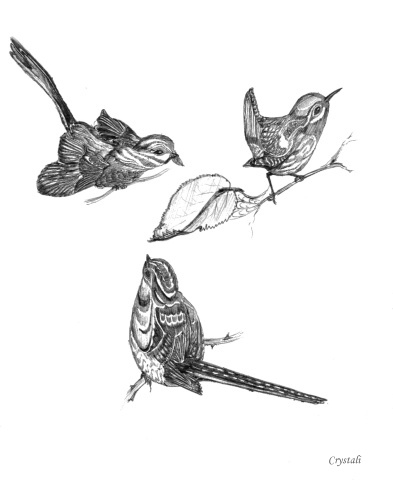 393x485 Untamed Expressions - Little Bird Sketch