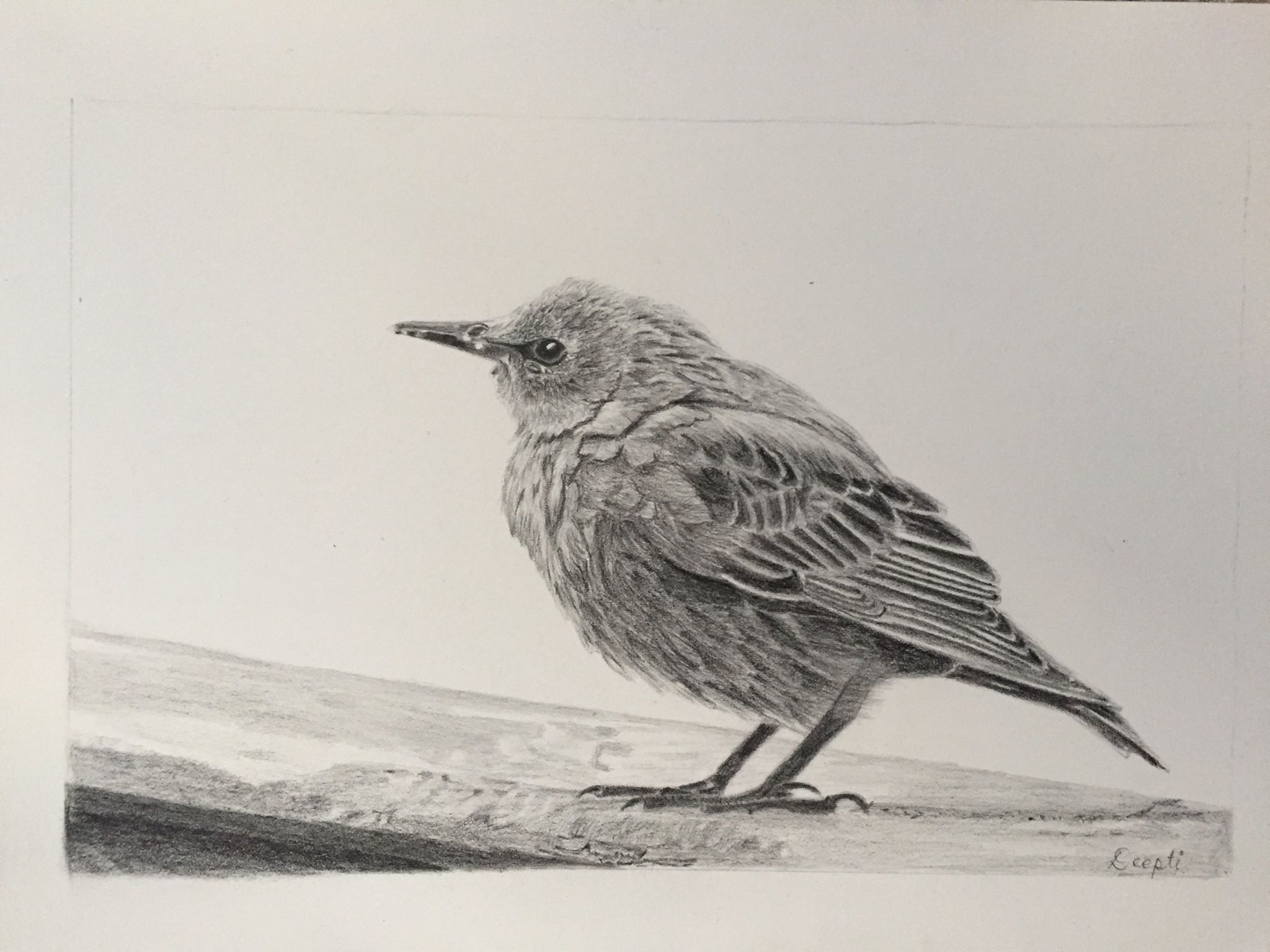 2048x1536 Little Bird Deepti Mohile - Little Bird Sketch