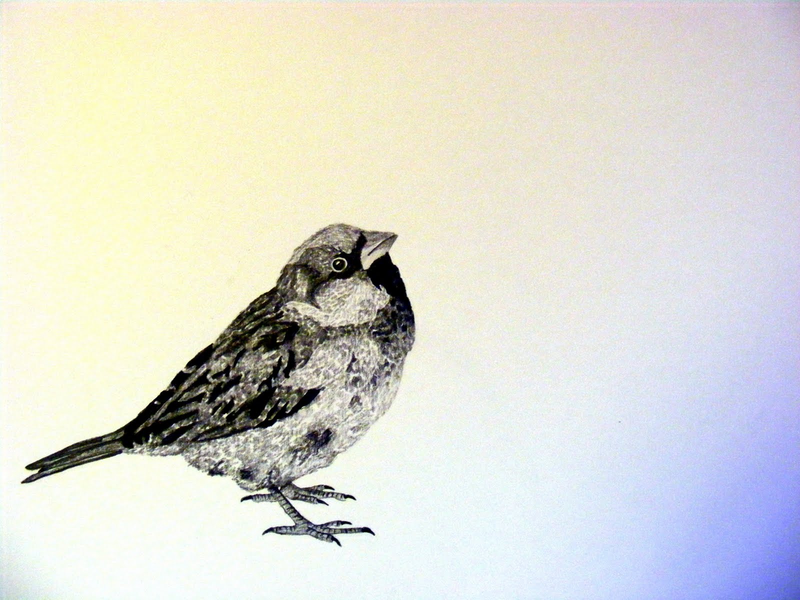 1600x1200 Rebecca Winnington Three Little Birds. - Little Bird Sketch