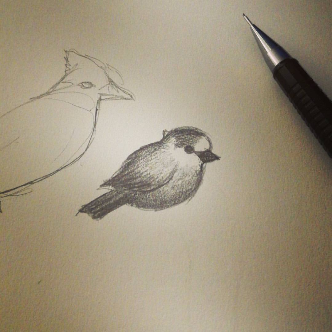 1080x1080 The Journey - Little Bird Sketch