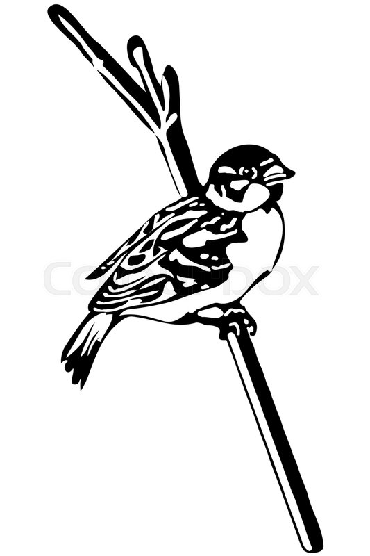 533x800 Black And White Vector Sketch Of A Little Bird On A Branch Sparrow - Little Bird Sketch