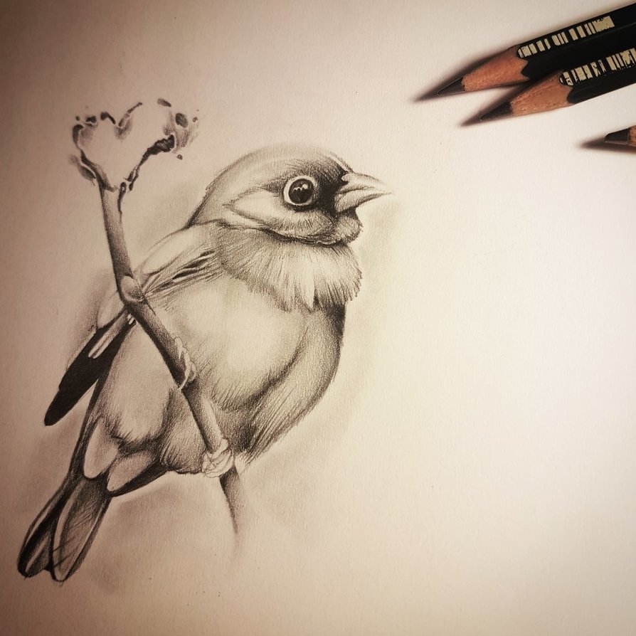 Little Bird Sketch at Explore collection of Little