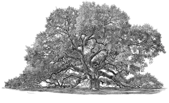 Live Oak Sketch