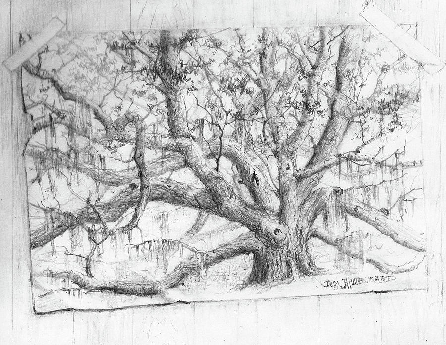 900x695 Live Oak Taped To Wall Drawing By Jim Hubbard - Live Oak Sketch