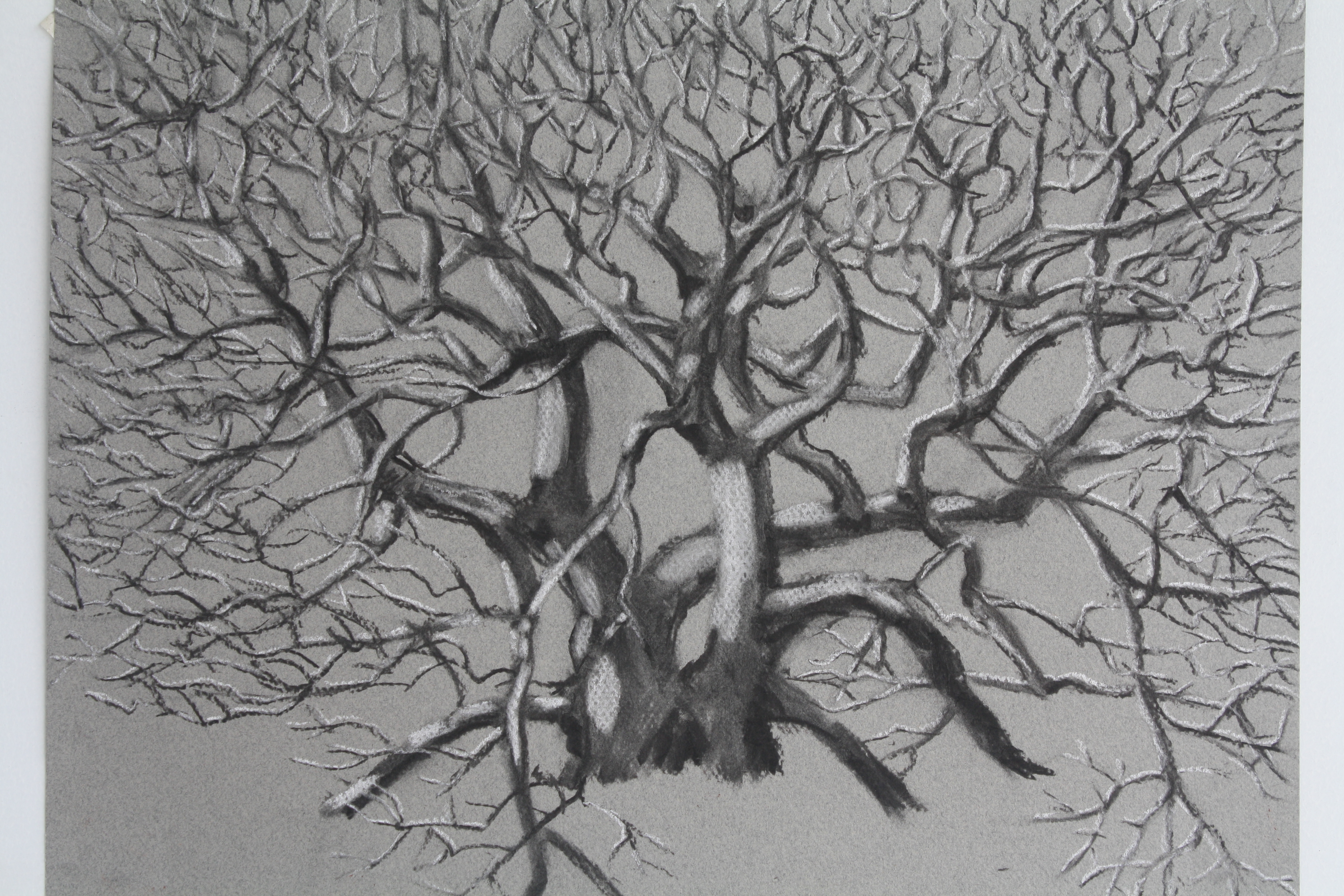 3888x2592 Live Oak On Sand Dune Charcoal And Chalk The Plein Air Experience - Live Oak Sketch