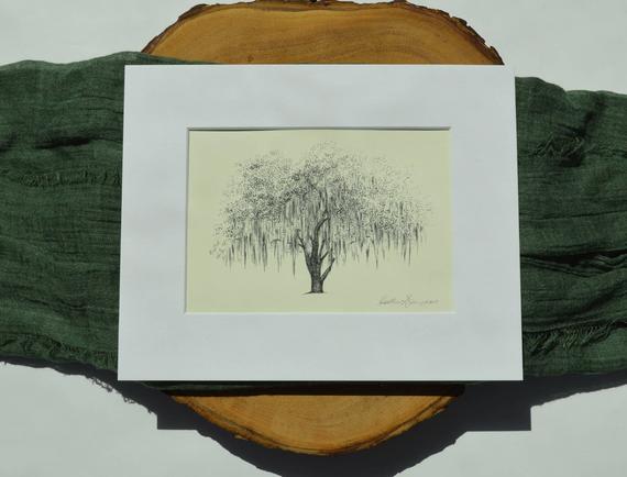 570x434 Botanical Drawing Live Oak Tree Fine Art Print From Original Etsy - Live Oak Sketch
