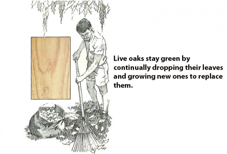 735x500 Live Oak - Live Oak Sketch