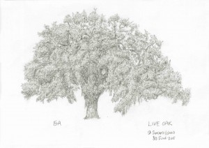 300x212 Live Oaks Of Georgia Tree Drawings - Live Oak Sketch