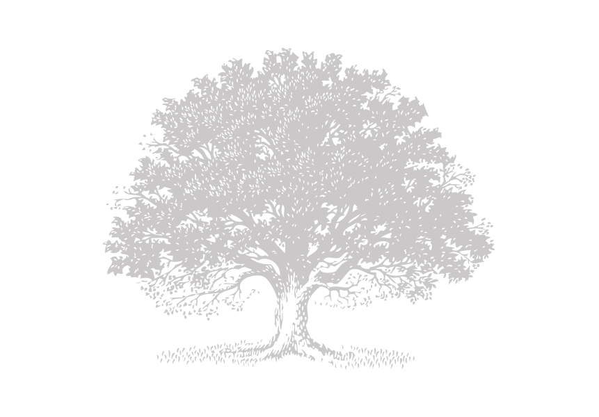 861x600 Live Oak Tree Svg Royalty Free Stock - Live Oak Sketch