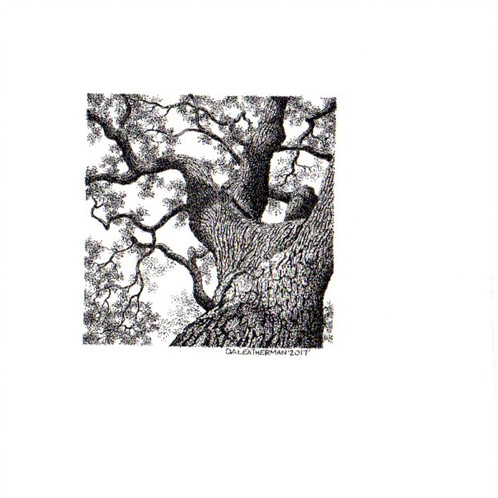498x498 Old Live Oak Study - Live Oak Sketch