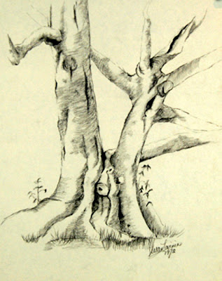 317x400 Pencil Artists International Live Oak Trunks Charcoal On Paper - Live Oak Sketch
