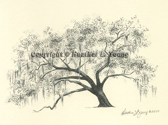570x424 Botanical Wall Art Of Live Oak - Live Oak Sketch