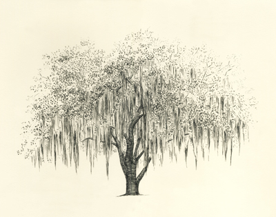 400x314 Live Oak Flyoung Studio - Live Oak Sketch