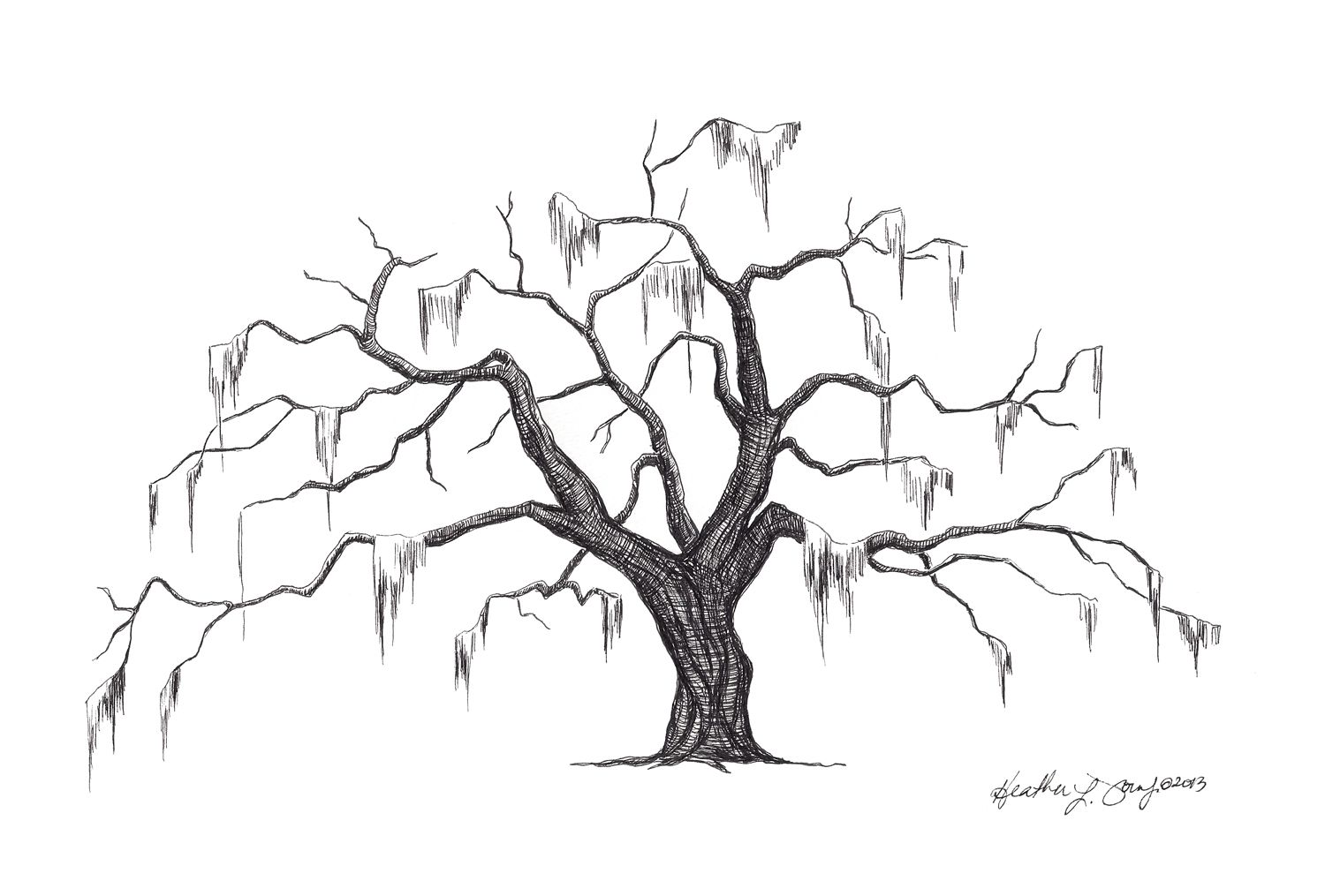 1500x1015 Southern Live Oak Drawing - Live Oak Sketch