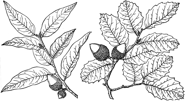 640x349 Branch Of Interior Live Oak Clipart Etc - Live Oak Sketch