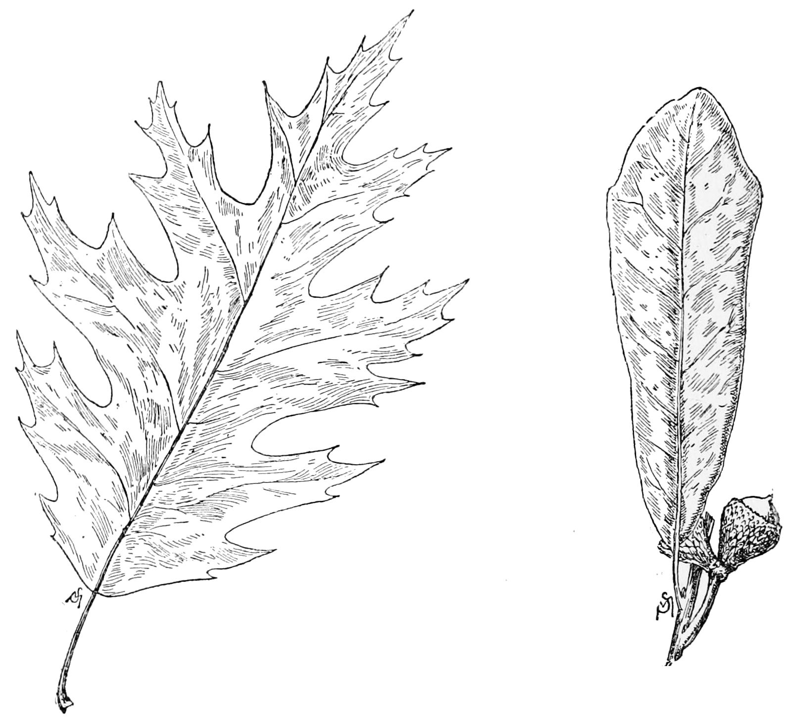 1609x1455 Filepsm V49 D820 Red And Live Oak Leaves.jpg - Live Oak Sketch