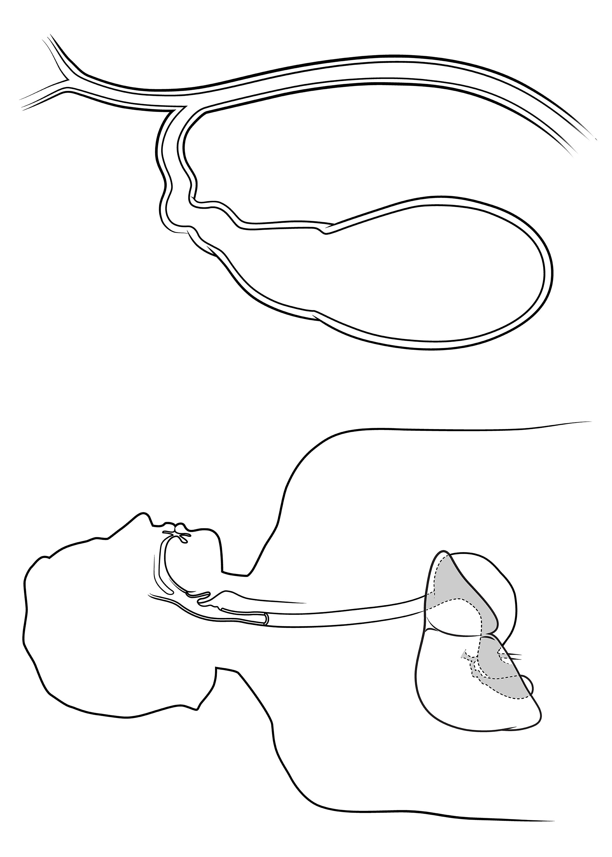 2100x2940 Gallbladder And Liver Anatomy Sketch - Liver Sketch