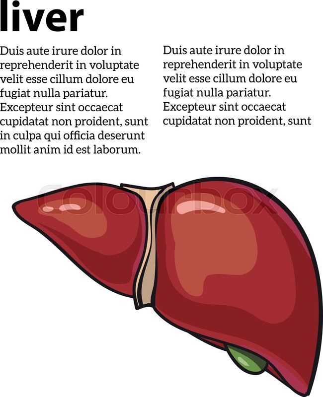 650x800 Healthy Human Liver, Vector Illustration Sketch Drawn By Hand - Liver Sketch