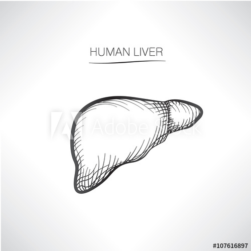 500x500 Human Liver Iolated. Internal Organ Icons Sketch - Liver Sketch