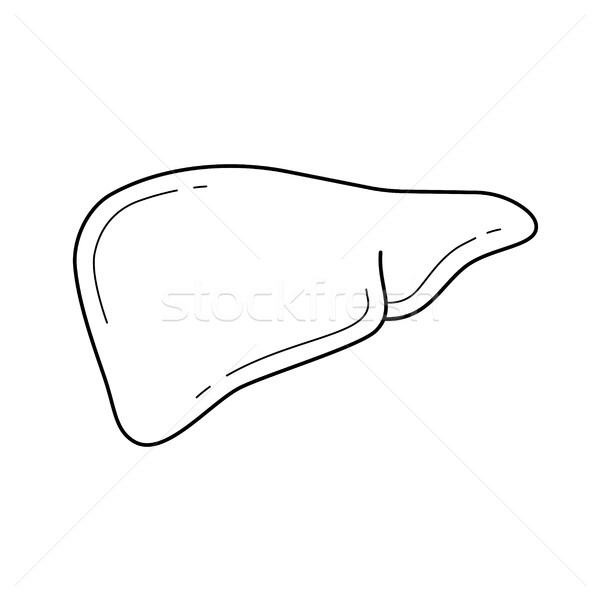 600x600 Liver Stock Vectors, Illustrations And Cliparts Stockfresh - Liver Sketch