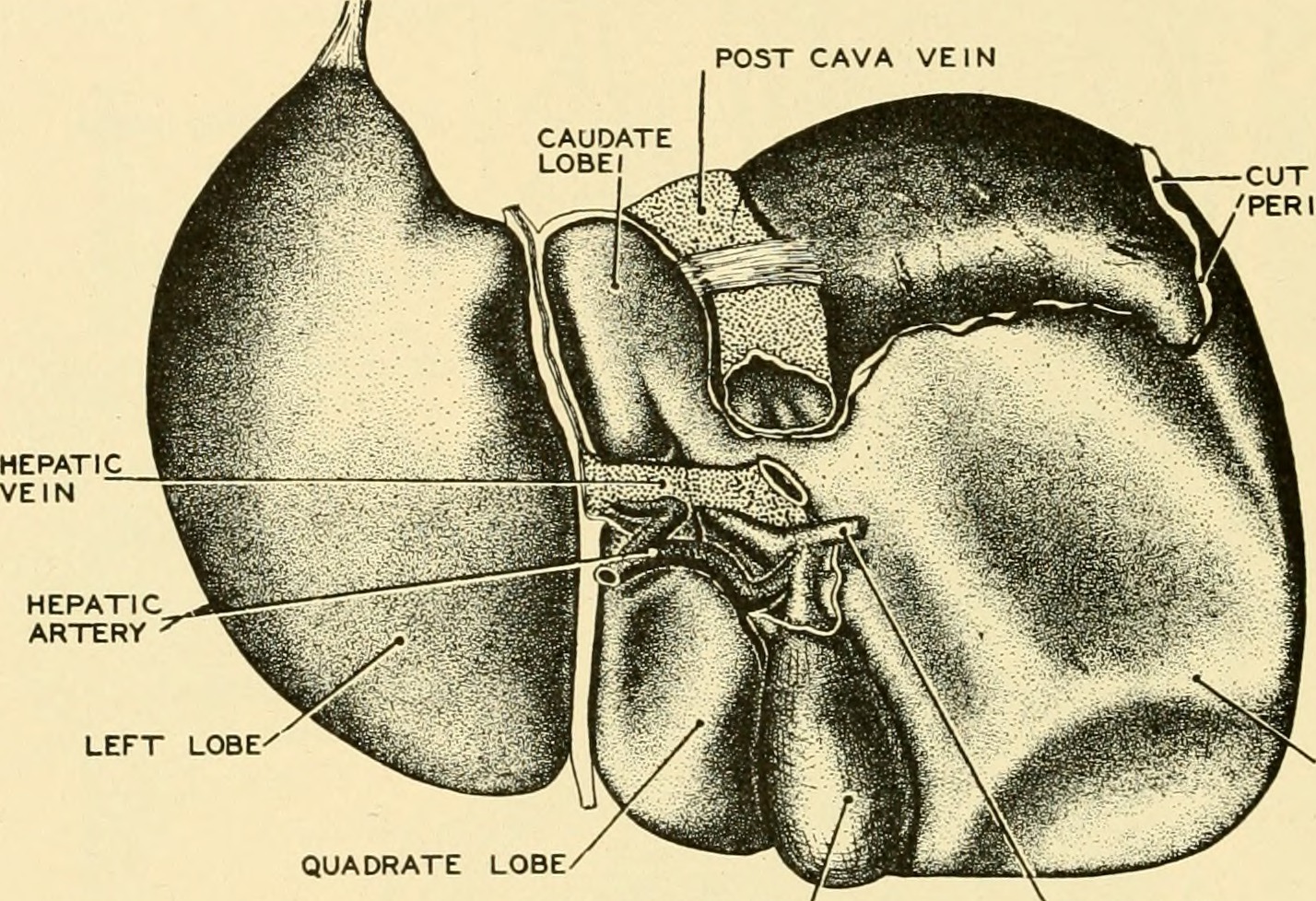 1428x978 Our Research Stamataki Lab - Liver Sketch