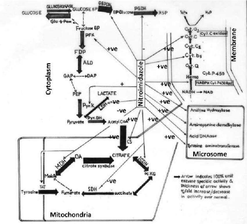 850x773 The Sketch Of Relative Biomarker Enzyme Changes (As Arrow - Liver Sketch