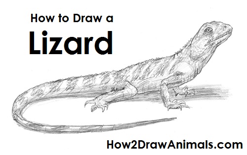 500x315 How To Draw A Lizard - Lizard Sketch