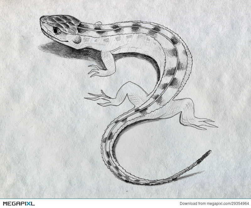 800x662 Lizard Sketch Illustration 29354964 - Lizard Sketch