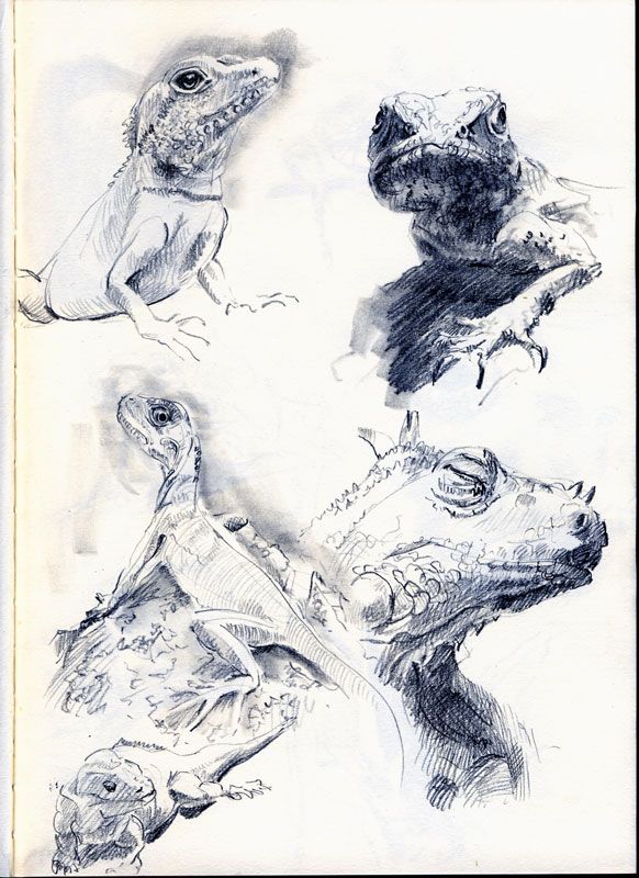 582x800 Lizard Sketches By On @ Art - Lizard Sketch