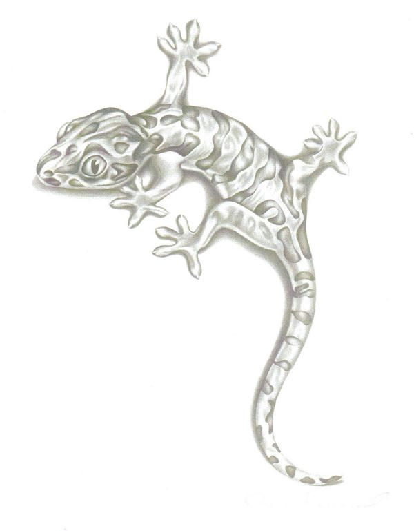 600x769 Lizard Pencil Drawing By Awsomeaussies206 Artwork - Lizard Sketch