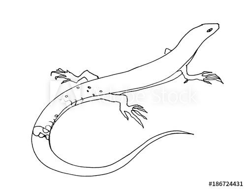 500x383 Lizard. Sketch. Graphic Drawing With A Pen. Ink. Isolated On White - Lizard Sketch