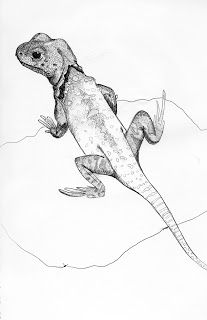 207x320 More Lizards Zhivotnye Lizards, Drawings And Animal - Lizard Sketch