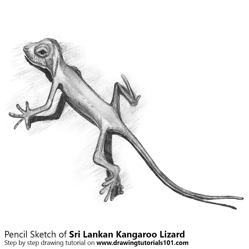 800x800 Sri Lankan Kangaroo Lizard Pencil Drawing - Lizard Sketch