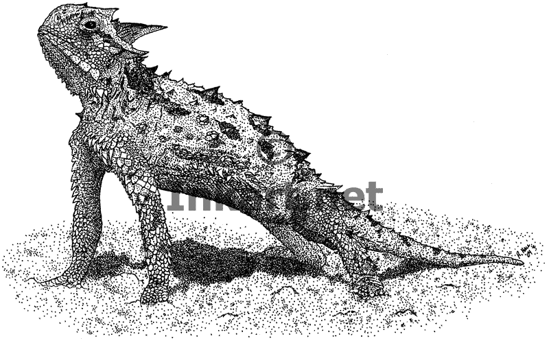 800x497 Wildlife Art Lizards - Lizard Sketch