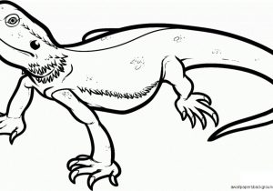 300x210 Drawings Of Lizards Lizard Drawing At Getdrawings Free For - Lizard Sketch