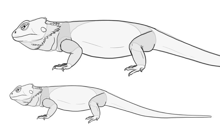 700x431 How To Draw Lizards (Aka Real Life Dragons) - Lizard Sketch