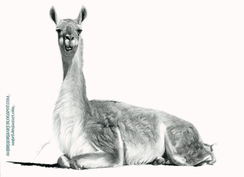 800x580 Llama - Llama Sketch