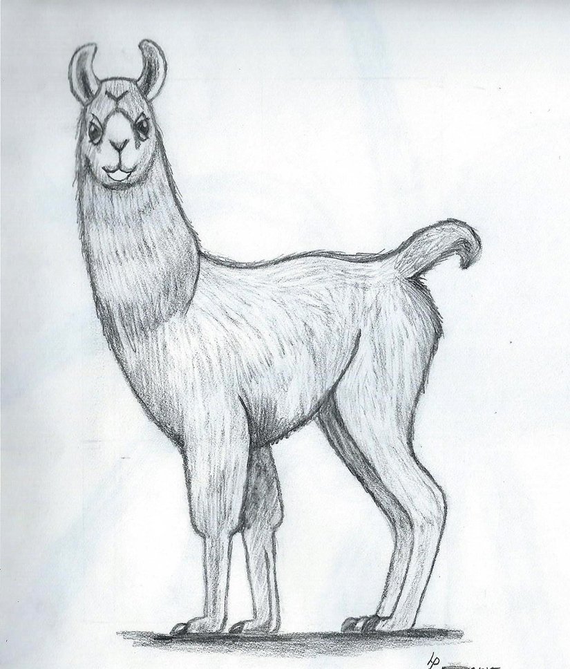 825x968 Llama Sketch By Nico Wally - Llama Sketch