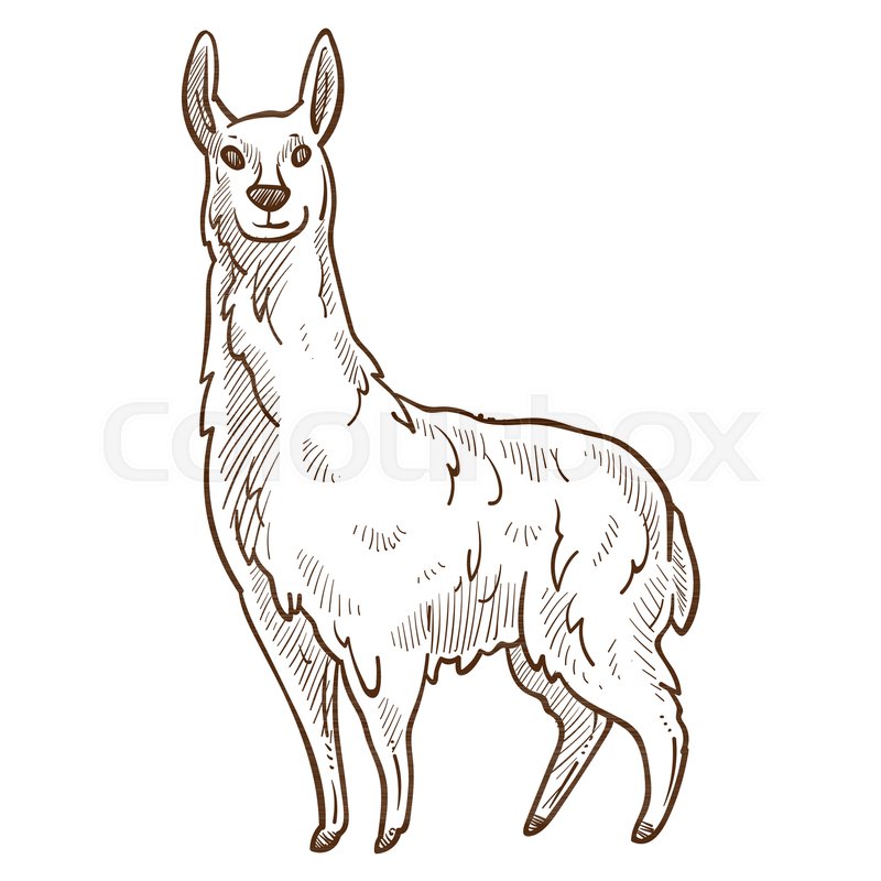 800x800 Llama Animal Looking Straight Monochrome Sketch, Domesticated - Llama Sketch