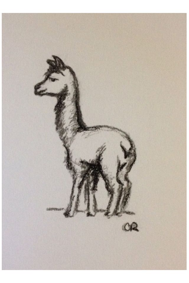 640x960 Original Llama Sketch Art. Sketches, Drawings And - Llama Sketch