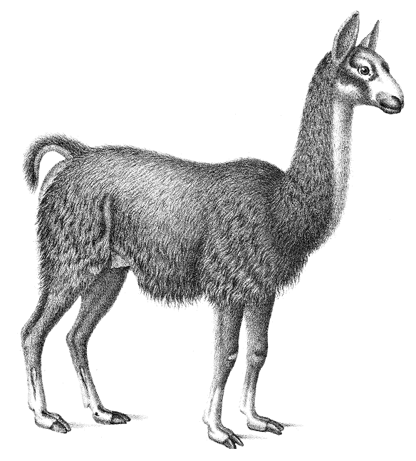 584x648 Llama Sketch - Llama Sketch