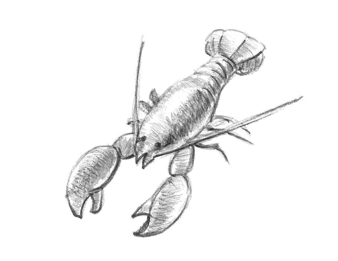 1088x840 How To Draw A Lobster - Lobster Sketch
