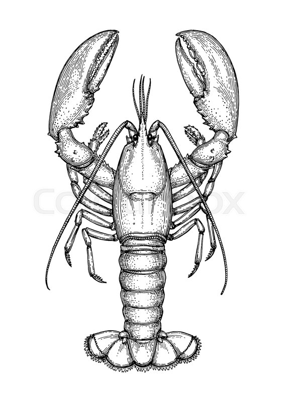 565x800 Ink Sketch Of Lobster. Isolated On White Background. Hand Drawn - Lobster Sketch
