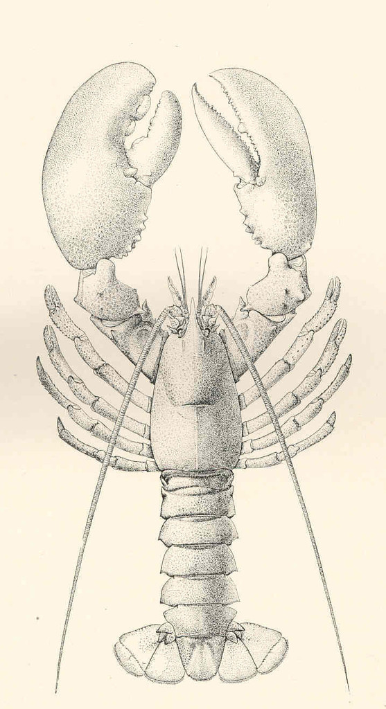 557x1024 Lobster (Sketch) Radiology Case - Lobster Sketch