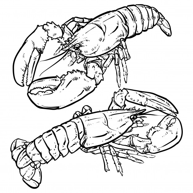 626x626 Lobster Vectors, Photos And Psd Files Free Download - Lobster Sketch